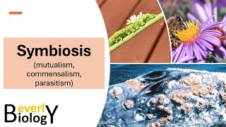 Symbiosis (mutualism, commensalism, parasitism)