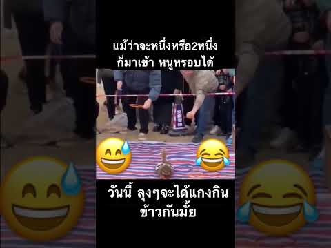 วันนี้ เมนูพิเศษ #funny #ขำขำ #funnyshorts #ฮาฮา #ตลก #comedy #memes #animals