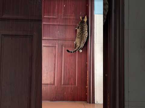 Can your cat do this too? 😲😲😲 #cat #cutecat #pets