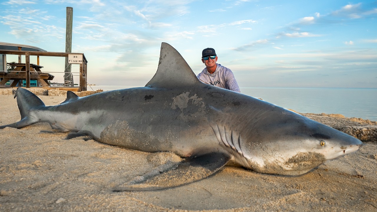 MASSIVE Bull Shark. Catch Clean Cook!