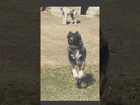 ÜRKÜTÜCÜ 😨 #kafkasçobanköpeği #animals