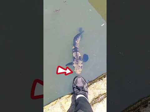 Ikan Chanang Vs Sepatu #marriageproposals