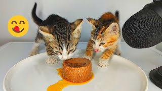 Kittens Eating Pate Cat Food ASMR