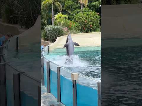 Dolphins