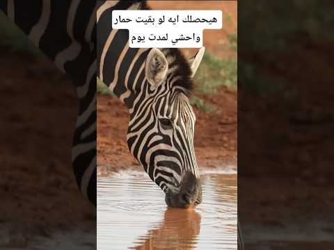 هيحصلك إيه لو بقيت حمار واحشي يوم واحد#معلومات #اكسبلور #animals #facts #wildlife