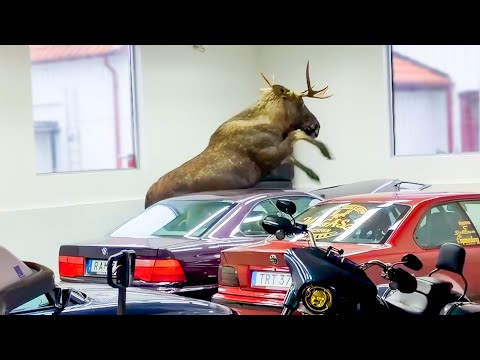 Moose Destroys Classic BMW 850i – Unbelievable Carnage!