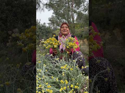 Tavşan topuğu topluyorum yöresine göre değişik isimleri varmış siz bu bitkinin ismine ne diyorsunuz?