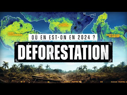 Comprendre la DÉFORESTATION en 2024 (en 15 min)