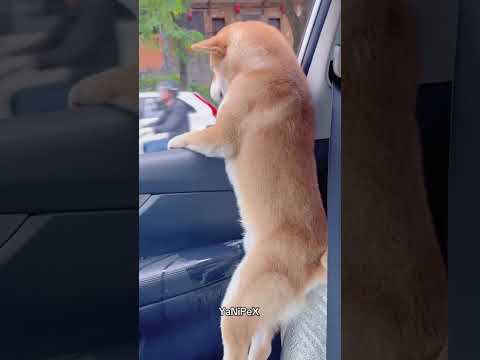 Badbunny no quiere comer #TikTokMexico #VideosGraciosos #HumorMexicano #MomentosGraciosos