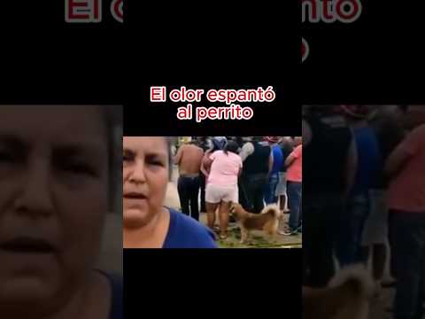 #🤣 #funny #perritos #jajaja #fail #lol #dog