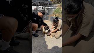 Mi perrita no quería marcharse pero amar es dejarla ir😭💔