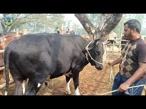 @ আজ সোমবার ৩ ফেব্রু"২৫|| মাংসের ও পালার ষাঁড় গরু কেনা দিনাজপুরের আমবাড়ী হাটে||