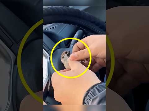 Most viral video in the world 😥 #funny #funnyvideo