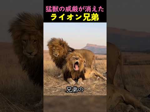 猛獣の威厳が消えた-ジャングルの王の兄弟たち