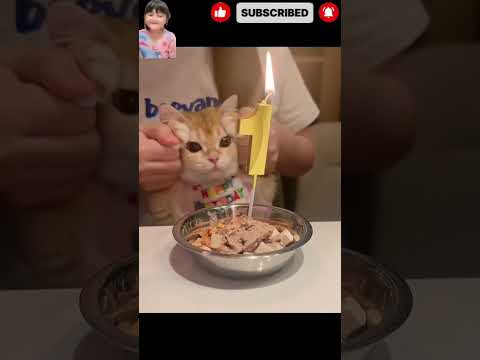selamat ulang tahun cat🥺😭#cat#imut #kitten #cute #flysong #sad #funny #shorts