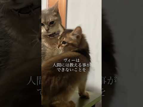 子猫の噛み癖を直してくれたのは先住猫