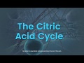 Citric Acid Cycle and Glycolysis Concepts