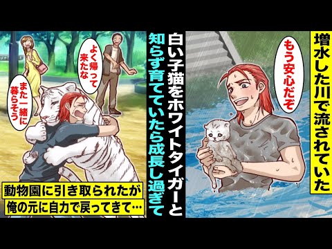 【漫画】増水した川で流されてた“白い子猫”を助けて家に連れて帰って育ててたら猫ではなくホワイトタイガーだった…大きくなり過ぎて動物園に引き取られたが１ヶ月後、自力で家に戻ってきて一緒に暮らす事に・・・
