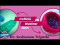 Mitochondrial vs Nuclear DNA Concepts