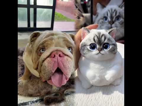 Polar cree que lo voy a vender 😭💸💥🐾 #pets #funny #doglife #foryou #viral #humor