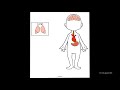 Functions of Human Body Organs
