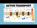 Active Transport and Cellular Processes