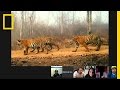 Big Cat Conservation Challenges and Solutions