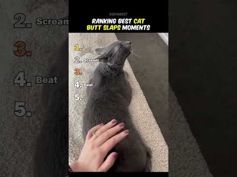 Ranking Best Cats Butt Slaps Moments