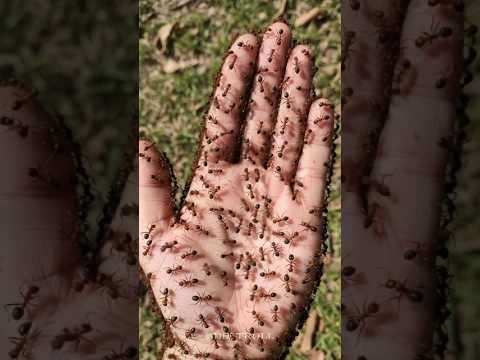 Beautiful Animals Transformation!