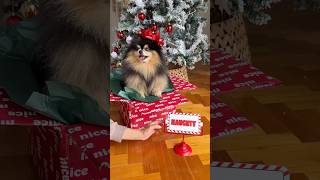 Seeing if my dog will be naughty or nice today 🎄 #dog