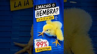 🐣 Sexado de pollo con Inteligencia Artificial: así funciona WingScan de TARGAN