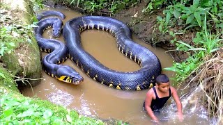 Massive Anaconda Spotted in Hidden Jungle Stream