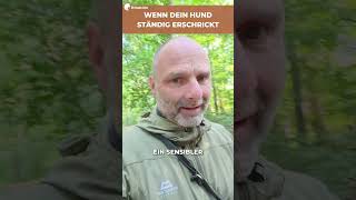 Mein Hund erschrickt draußen bei jedem lauten Geräusch. Wie gebe ich ihm als Halter die nötige...
