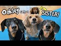 Understanding Oakley and Delilah's Journey