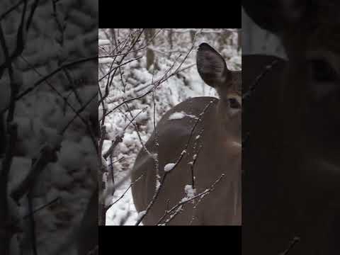 MAINE TRACKER DOE ENCOUNTER #shorts