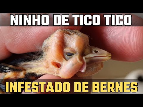 Retirando larvas de Philornis de pássaro com infestação severa !!!