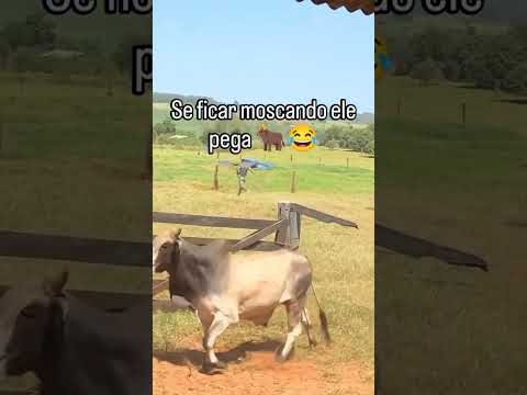 Boi muito bravo colocou pra correr #shortsviral #gado #shorts