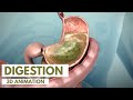 Exploring the Stages of Digestion