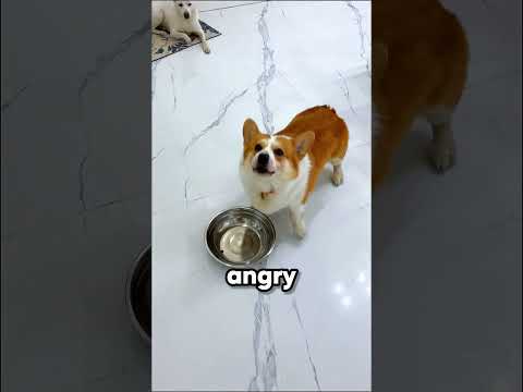 Hungry Puppy Grabs an Axe for More Food 🐶🍽️🪓