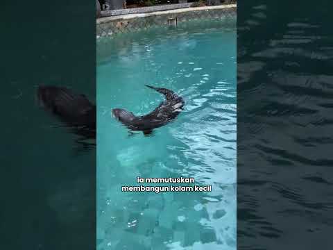 Berang-Berang Bertemu Dengan Orang Yang Tepat ❤️