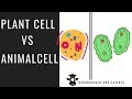 Comparing Plant and Animal Cells: Key Similarities and Differences