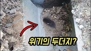 많은 비가 오면 두더지는 위험한 외출을 합니다[오브리더]