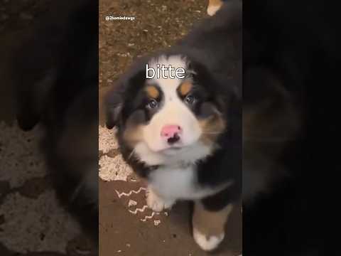 Die Dawgs sammeln Spenden #lustig #witzig #funny #tiere #animals #meme #lachen #happy #2homiedawgs
