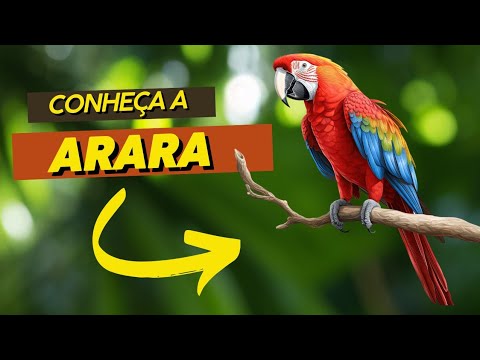 ARARA!  Conhecendo e aprendendo a contar as sílabas e letras