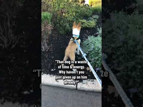 I’d let the world burn for him before I ever gave up on him. #servicedogs #viral #shorts #dogs #dog