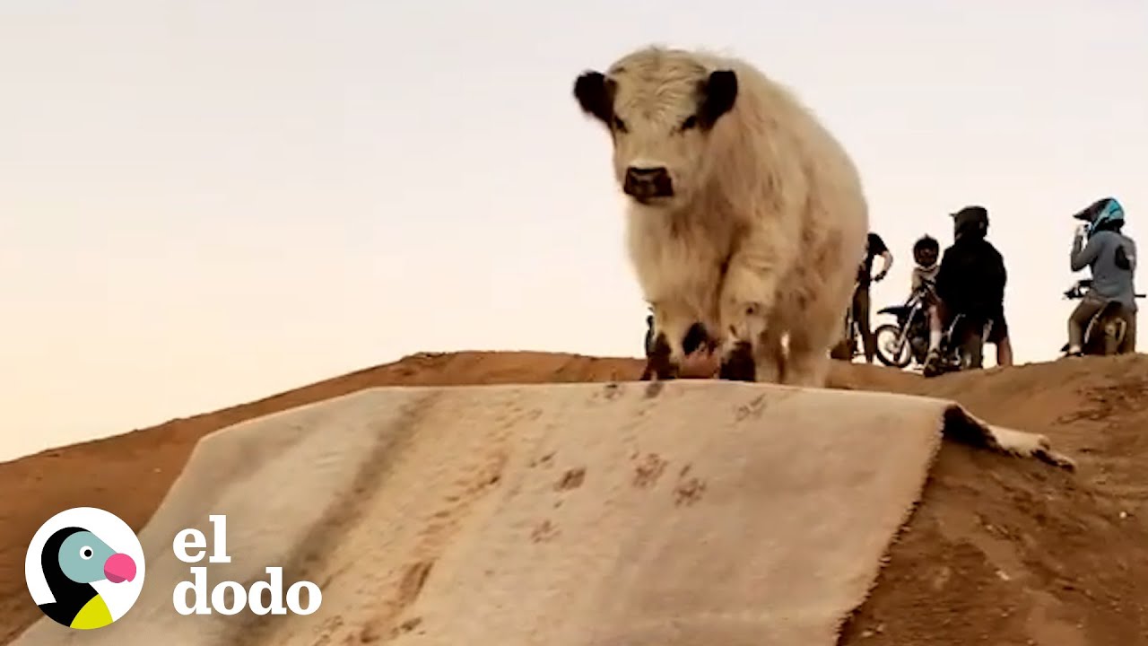 Esta vaca quiere estar donde sea que estén sus personas favoritas