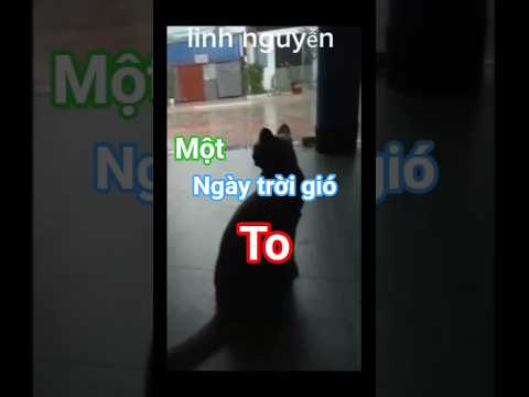một ngày trời gió to ☔ #xuhuongyoutube #viral #clips #meow