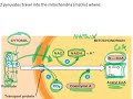 Pyruvate Oxidation and Acetyl-CoA