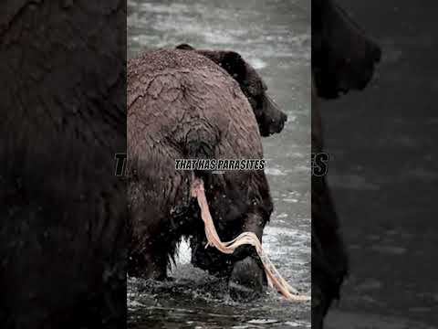 Joe Rogan On Why You Should Wash Your Meat 😲🥩