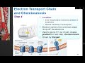 ATP Synthase and Electron Transport Chain